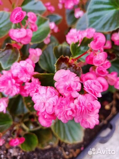 Бегонии красная и розовая