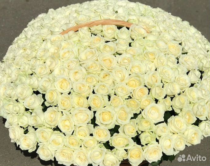 101 роза доставка