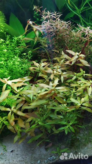 Аквариумные растения