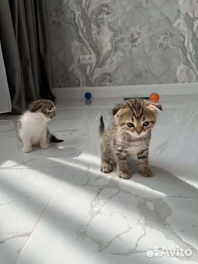 Продаю шотландских вислоухих котят