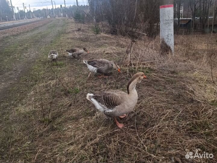 Гуси 2семьи