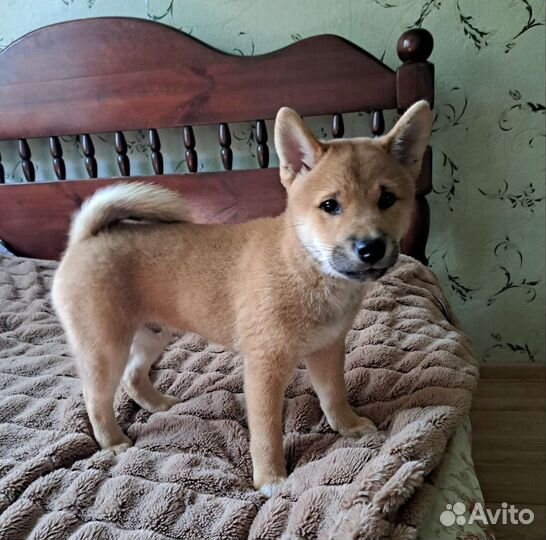 Щенок сиба ину