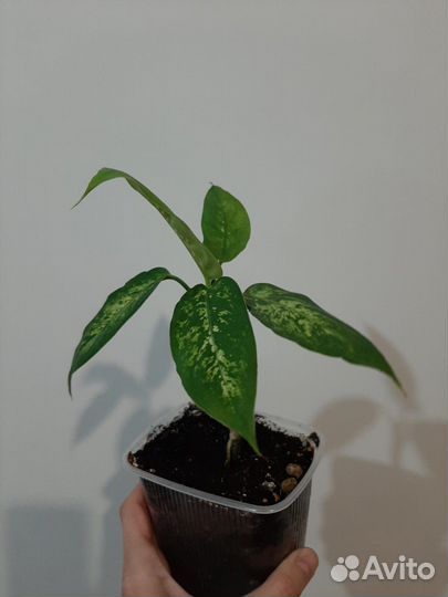 Диффенбахия