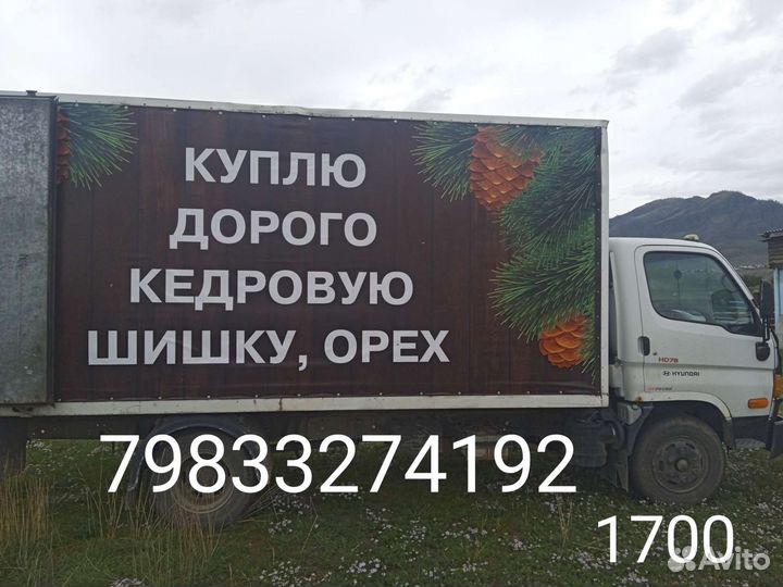 Переработка кедровой шишки