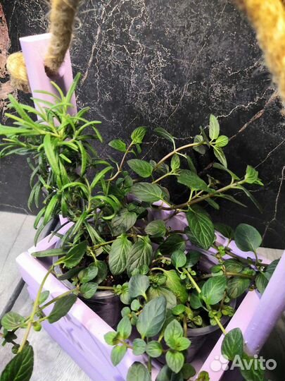 Набор пряных трав в ящичке