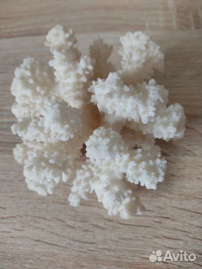 Морской коралл