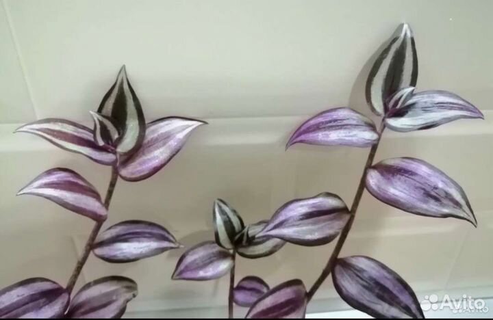 Традесканция зебрина