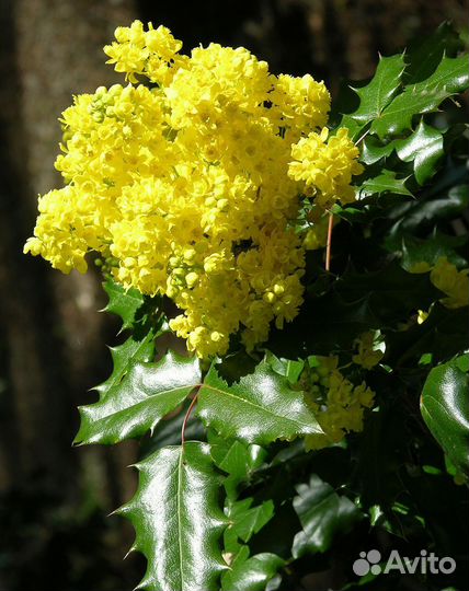 Магония падуболистная