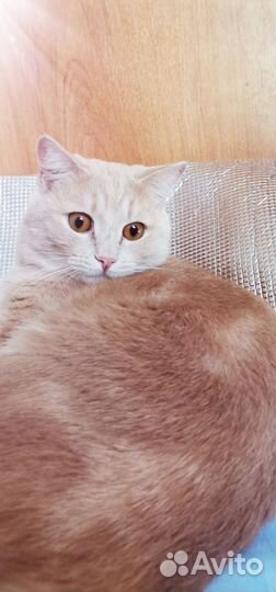 Милейший котик, лоток на отлично