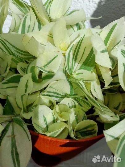 Традесканция срезы