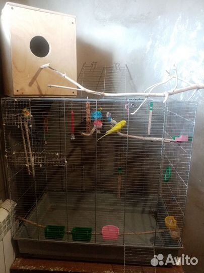 Попугаи с клеткой