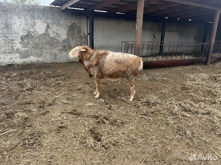 Крупный курдючный баран (кочкар), на племя