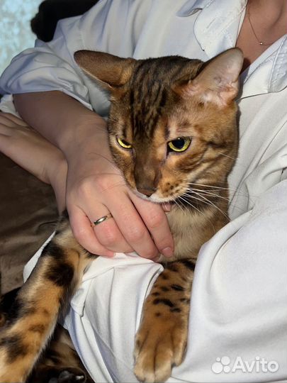 Бенгальский кот