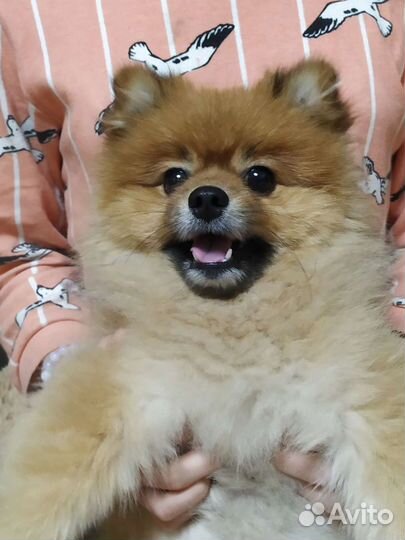 Немецкий шпиц вязка