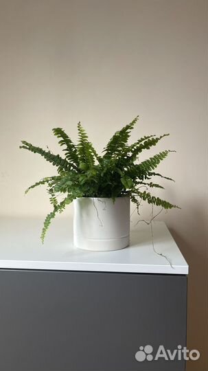 Папоротник комнатный