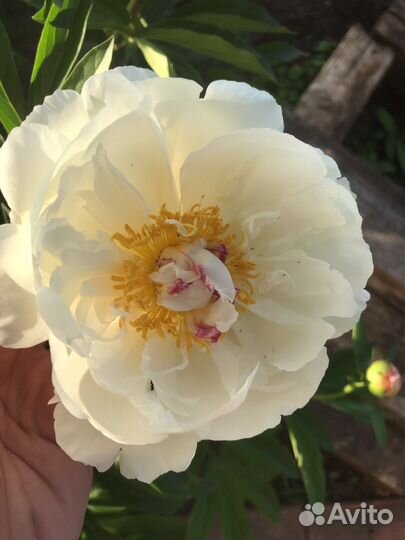 Саженцы пиона бордо и белые