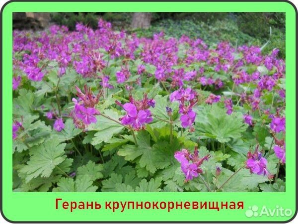 Герань многолетняя(саженцы)