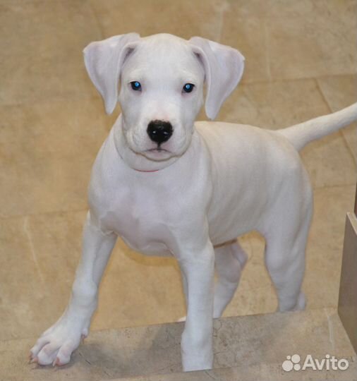 Щенки аргентинского дога