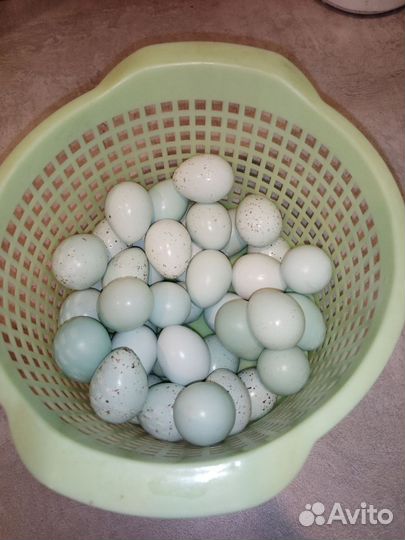 Инкубационное яйцо перепелов селадоны