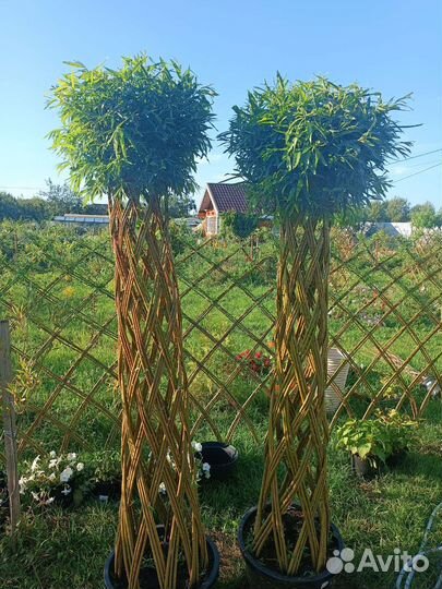 Плетеные деревья из ивы