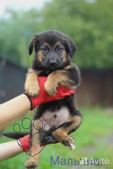 Щенки ищут дом