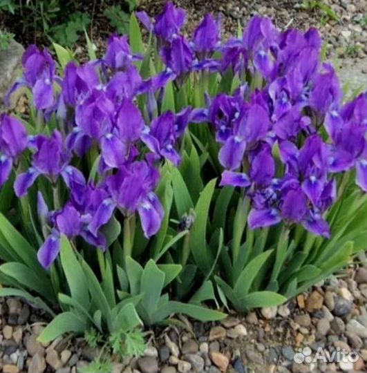 Карликовый ирис