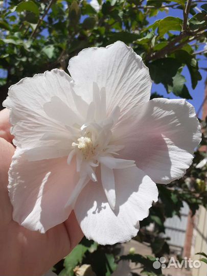 Гибискус сирийский махровый