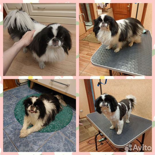 Модели собачек на стрижку