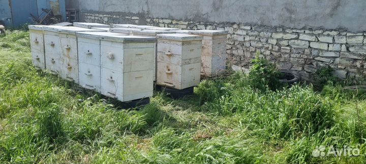 Пчелинные улья И мед