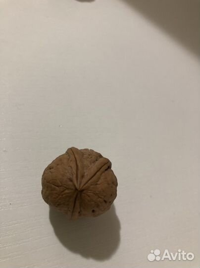 Трёхдольный грецкий орех, счастливый орех