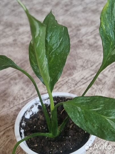 Спатифиллум Джемени