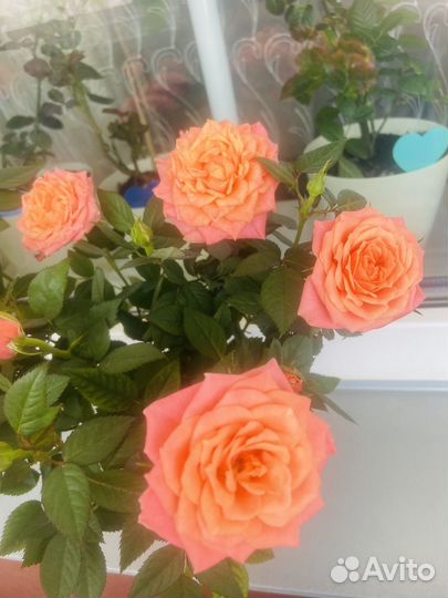 Роза комнатная