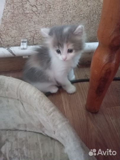 Отдам в добрые руки котят 2 месяца