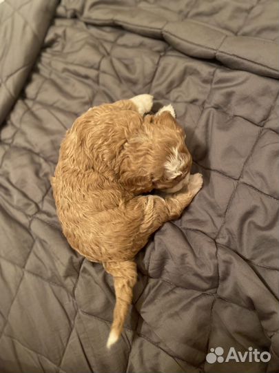 Мальтипу f1 Тедди