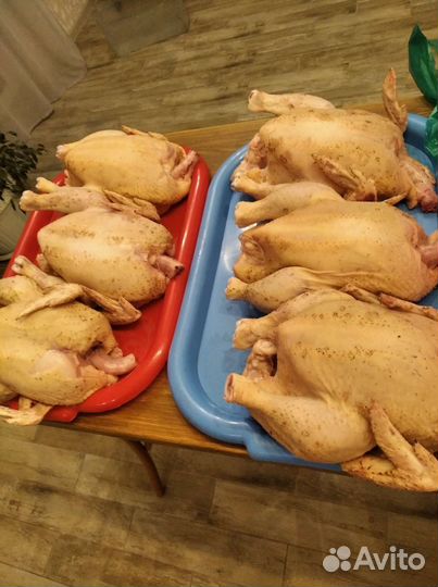 Куры бройлеры домашние, не фермерские