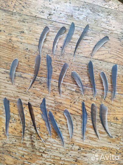 Перья диких птиц