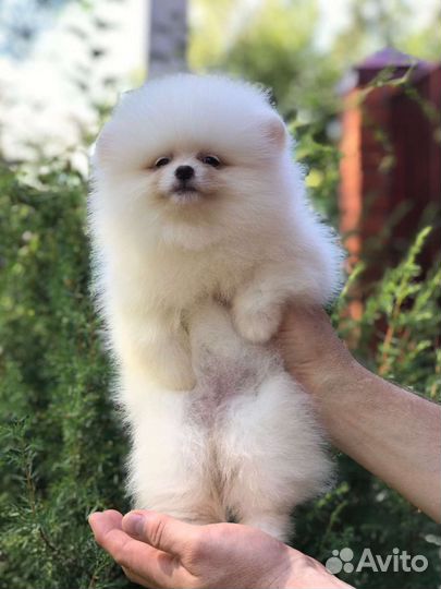 Померанский шпиц медвежьего типа