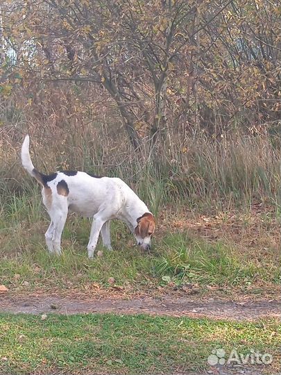 Рабочая русская гончая