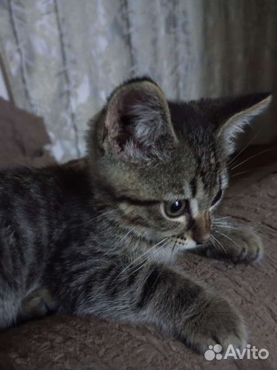 Кошка в дар