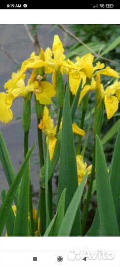 Ирис болотный