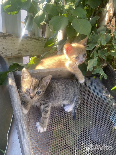 Котята в добрые руки 2 месяца