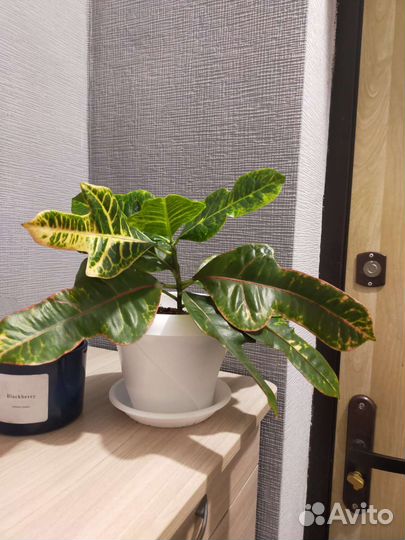 Кодиеум кротон