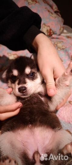 Щенки хаски