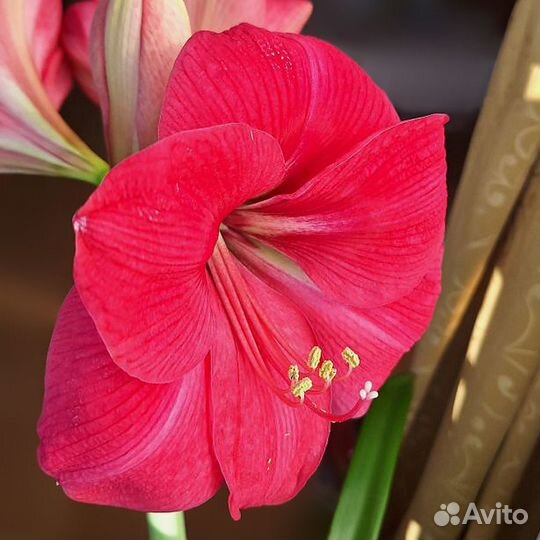 Гиппеаструм / амариллис 