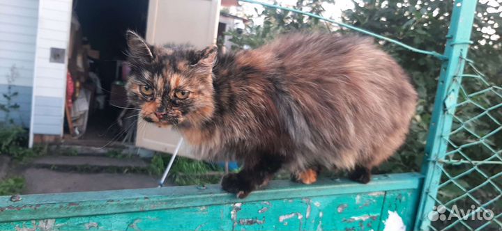 Кошечка в добрые руки