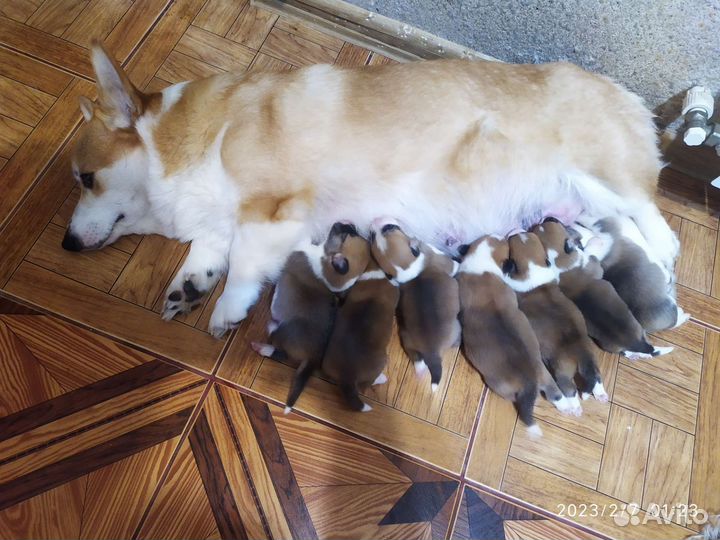 Собаки щенки