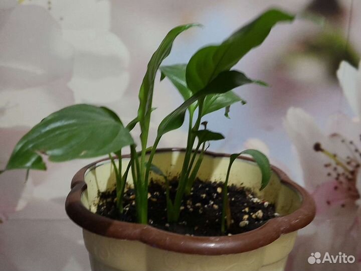 Спацифилум