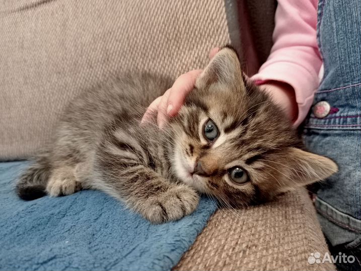 Котенок в добрые руки, мальчик