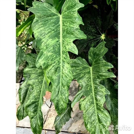 Филодендроны