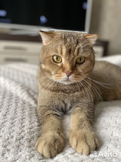 Шотландский вислоухий кот